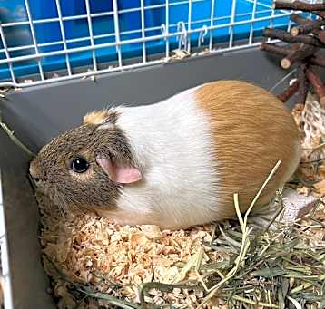 Photo of Lena