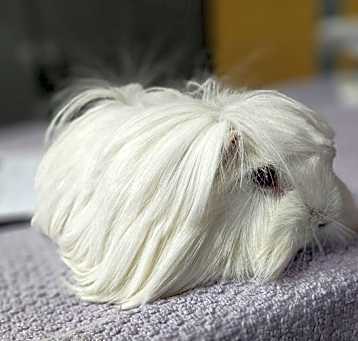 Photo of Snowball