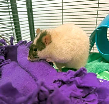 Photo of Ratgustine