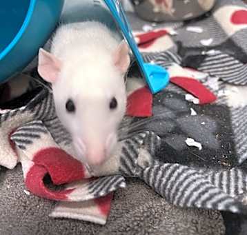 Photo of Ratalie
