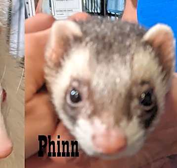 Photo of Poppy & Phinn