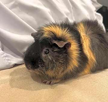 Photo of Mocha
