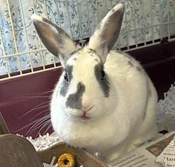 Photo of Guppie