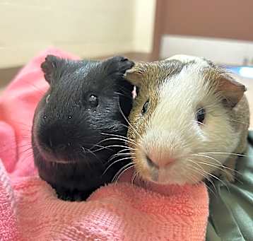Photo of Boo and Trouble
