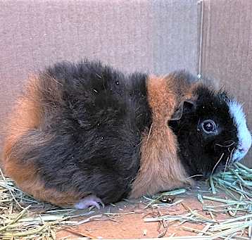 Photo of Chicky