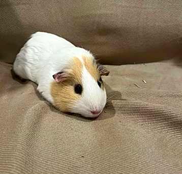 Photo of Princess Peach