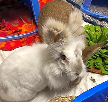 Photo of Fluffy (w/ Pumpkin)