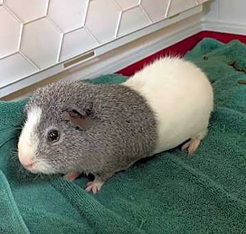 Photo of Diddums