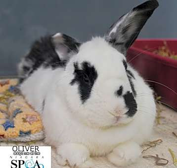 Photo of Oliver