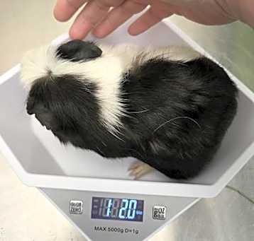 Photo of ADULT 2