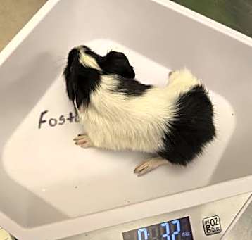 Photo of BABY 7