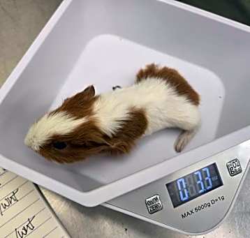 Photo of BABY 5