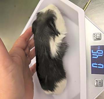 Photo of BABY 6