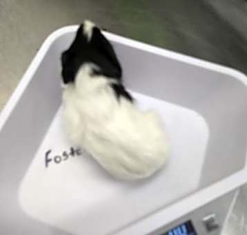 Photo of BABY 10