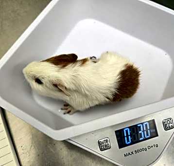 Photo of BABY 9