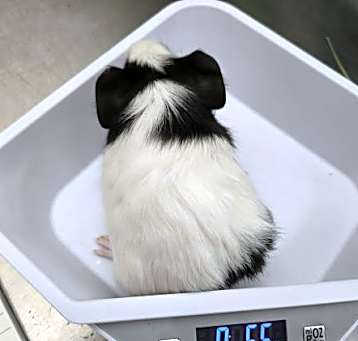 Photo of BABY 11