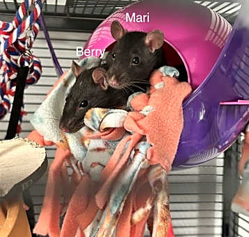Photo of Bean, Pepper, Mari, Berry