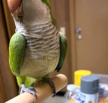 Photo of Kiwi