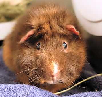Photo of Cooper