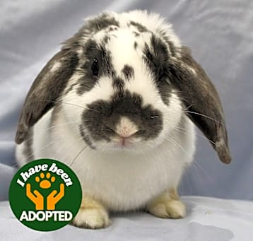 Photo of Link