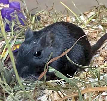Photo of Yin 250373