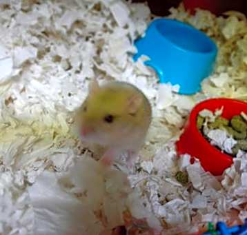 Photo of *POOH