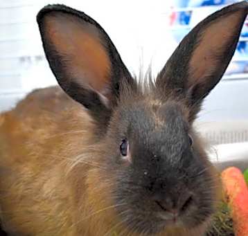 Photo of Humphrey