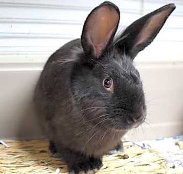 Photo of Buttercup