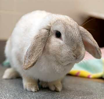 Photo of NETTY