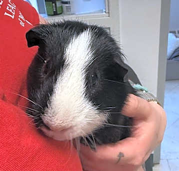 Photo of MOO MOO