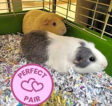 Photo of Vanilla B. & Milkshake (Perfect Pair)