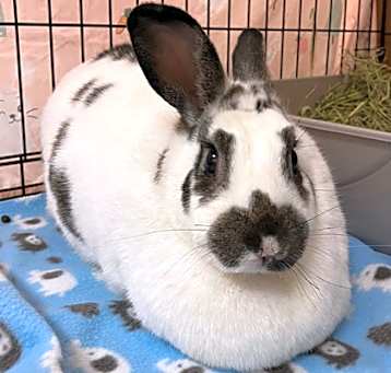 Photo of Nella