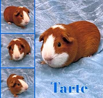 Photo of Tarte