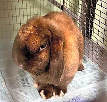 Photo of BUFFY