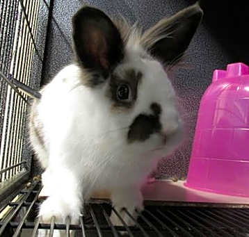 Photo of BOOMER
