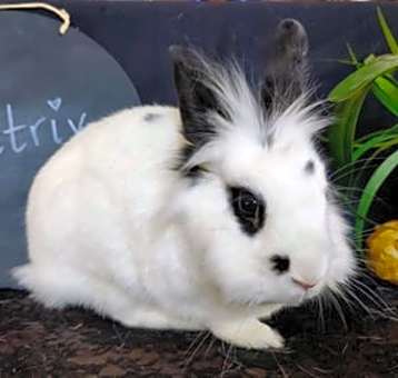 Photo of Beatrix