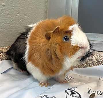 Photo of JUNIOR