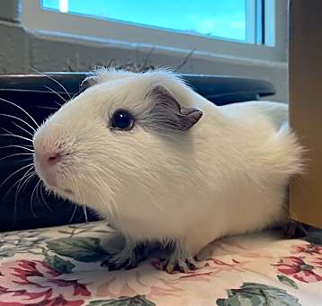 Photo of PICKLES