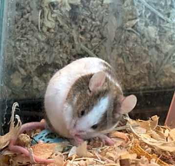Photo of Lucky