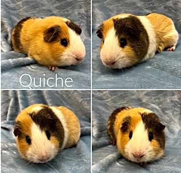 Photo of Quiche