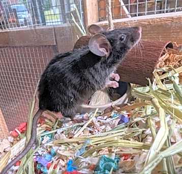 Photo of Hazelnut