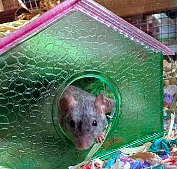 Photo of Almond