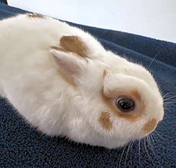 Photo of Spots