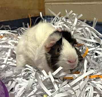 Photo of Darius