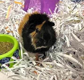 Photo of Pepi the Second