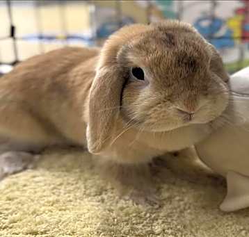 Photo of Butter