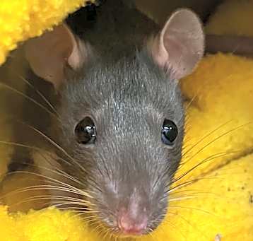 Photo of Mona
