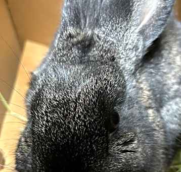 Photo of BELLA