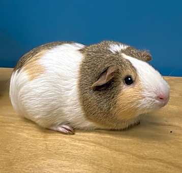 Photo of Cookie