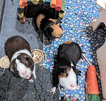 Photo of Garrett, Steve, Alex